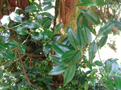 Euonymus carnosus