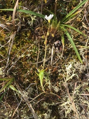 Montia bostockii