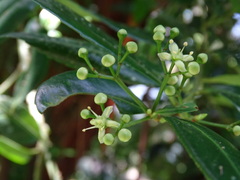 Euonymus carnosus
