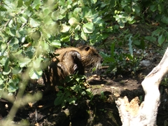 Myocastor coypus