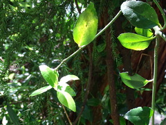 Euonymus carnosus