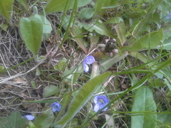 Veronica filiformis