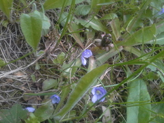 Veronica filiformis