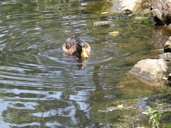 Anas platyrhynchos