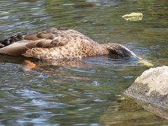 Anas platyrhynchos