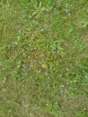 Veronica filiformis