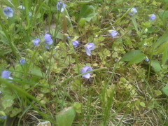 Veronica filiformis