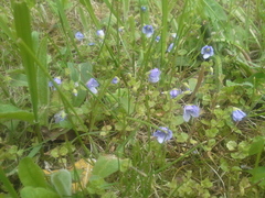 Veronica filiformis