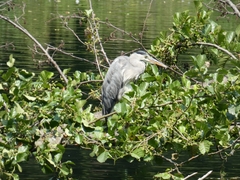 Ardea cinerea