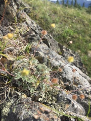 Potentilla subvahliana