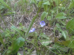 Veronica filiformis