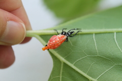 Lycorma delicatula
