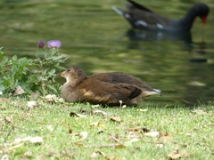 Gallinula chloropus