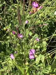 Epilobium alpestre