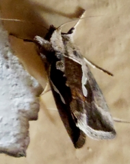 Macdunnoughia confusa
