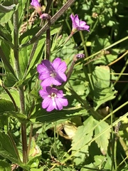 Epilobium alpestre