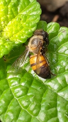 Apis mellifera