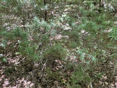 Juniperus deltoides