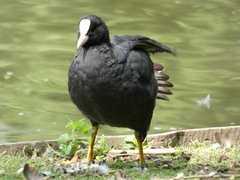 Fulica atra