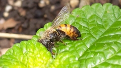 Apis mellifera