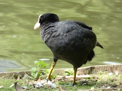 Fulica atra