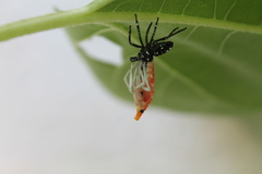 Lycorma delicatula