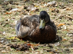 Anas platyrhynchos