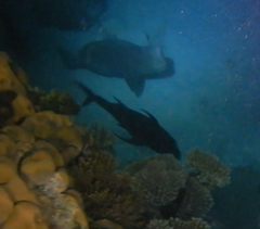 Caranx ignobilis