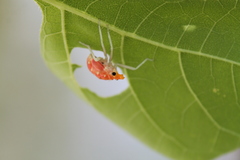 Lycorma delicatula