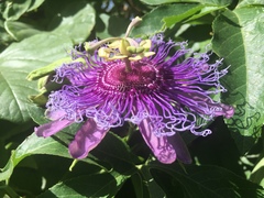 Passiflora