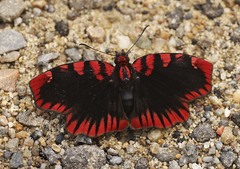 Haemactis sanguinalis