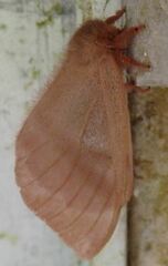 Hylesia metabus