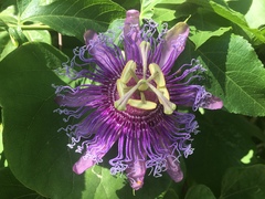 Passiflora