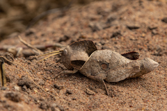 Lobosceliana