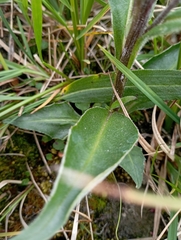 Saussurea tilesii