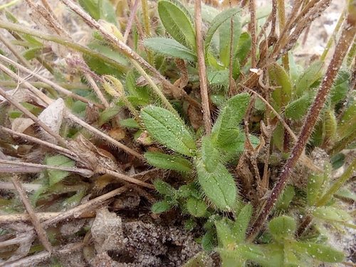 Image of Cerastium beeringianum by no rights reserved