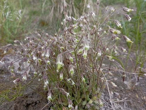 Image of Bering Sea Chickweed (Cerastium beeringianum) by no rights reserved