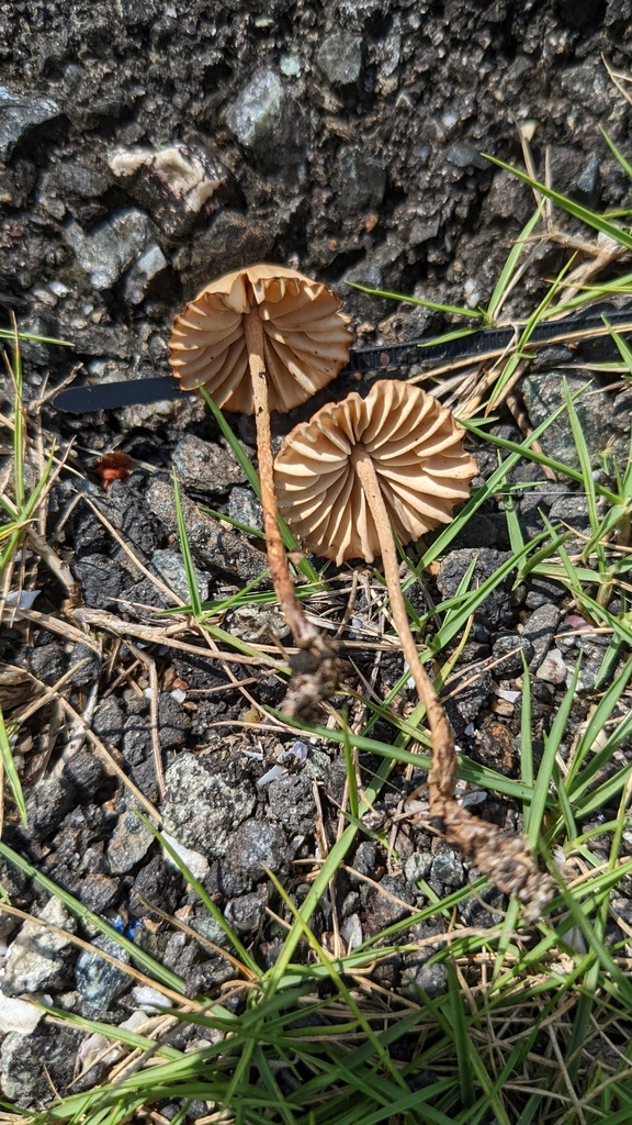Marasmius oreades · July 2022 · photo: © atsushi_nakajima_cirque (iNaturalist, cc-by)