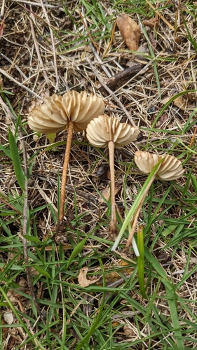 Marasmius oreades