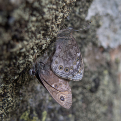 Lasiommata petropolitana