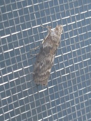 Sciota subcaesiella