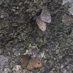 Lasiommata petropolitana