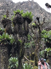Dendrosenecio