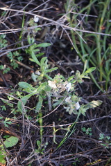 Scaevola canescens