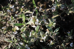 Scaevola canescens