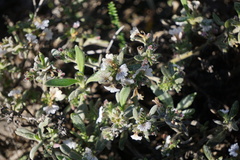 Scaevola canescens