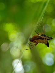 Micrathena duodecimspinosa