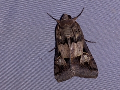 Melipotis agrotoides