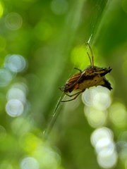 Micrathena duodecimspinosa