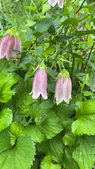Campanula punctata